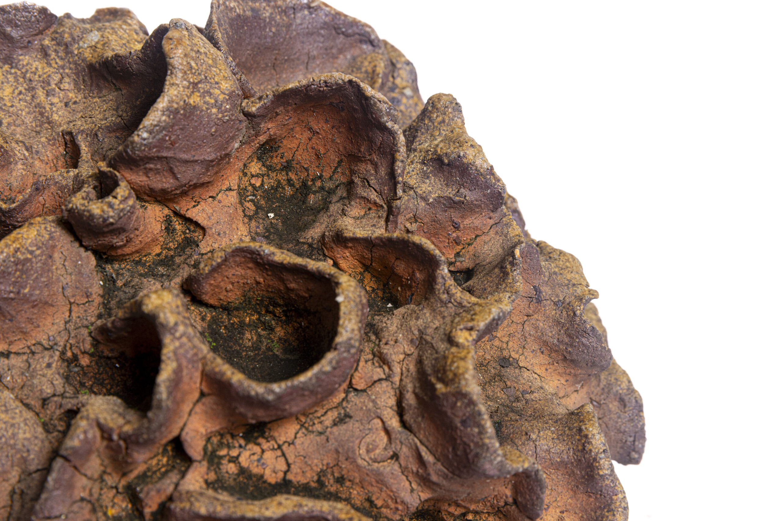 Indrani Singh Cassime, Fleur II - Image 3