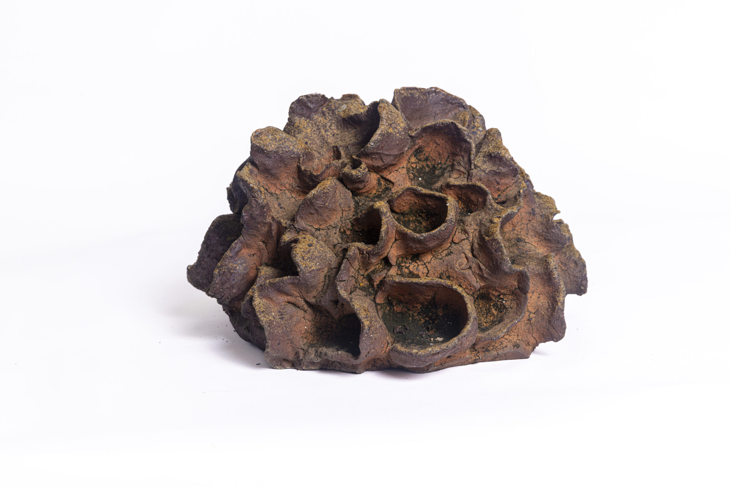 Indrani Singh Cassime, Fleur II