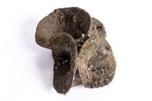 Indrani Singh Cassime, Fleur III