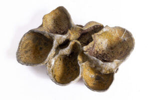 Indrani Singh Cassime, Fleur IV