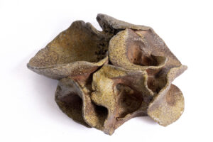 Indrani Singh Cassime, Fleur VI