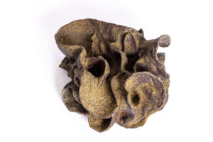 Indrani Singh Cassime, Fleur VII