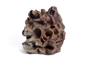 Indrani Singh Cassime, Fleur VIII