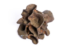 Indrani Singh Cassime, Fleur IX