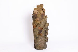 Indrani Singh Cassime, Native Series, Tree Trunk