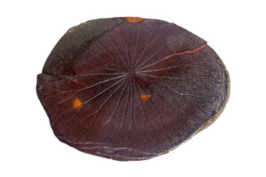 Indrani Singh Cassime, Lotus Fossil