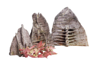 Indrani Singh Cassime, Expansion I