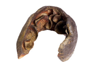 Indrani Singh Cassime, Native Series, Coral Business