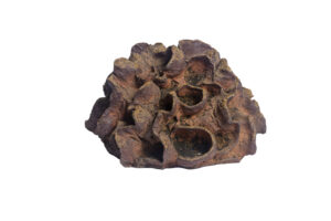 Indrani Singh Cassime, Fleur II